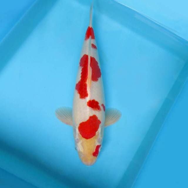 HATTORI HANZO ~ KOHAKU SPC,-