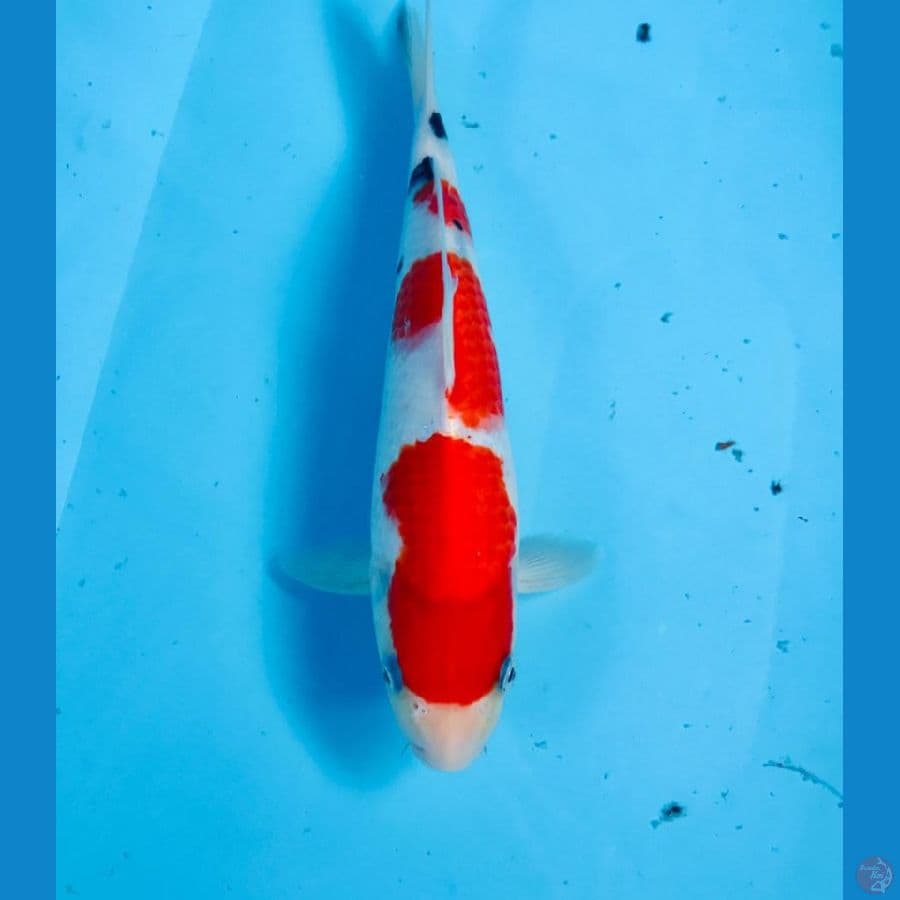 sanke, 25cm