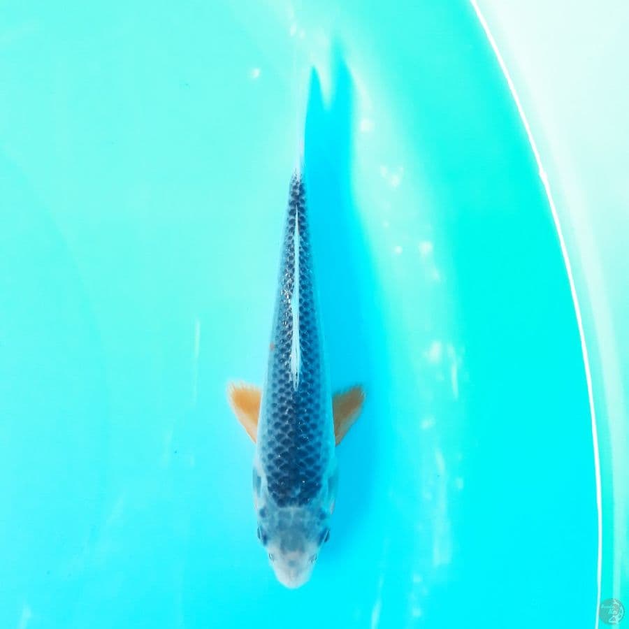 Asagi HQ 15cm