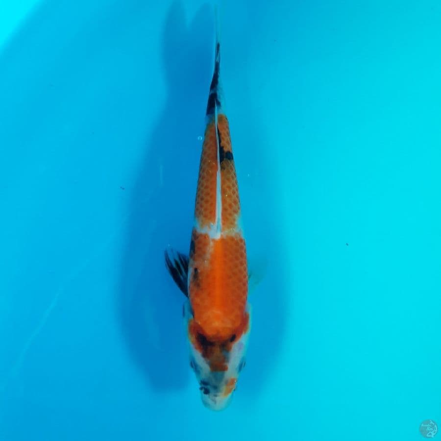 Showa 19cm