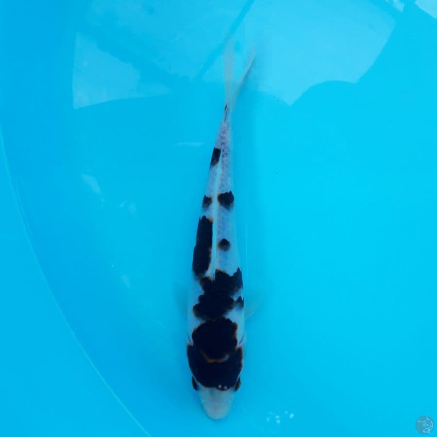 Budo Goromo 19cm
