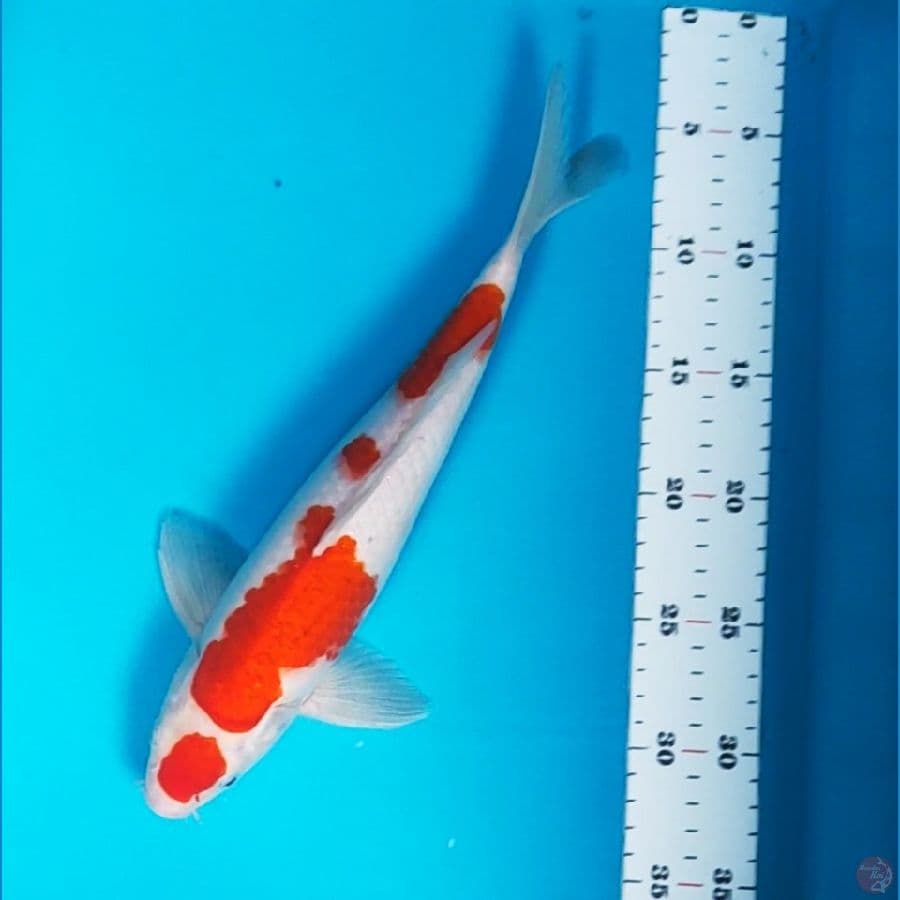 maruten kohaku 32cm male