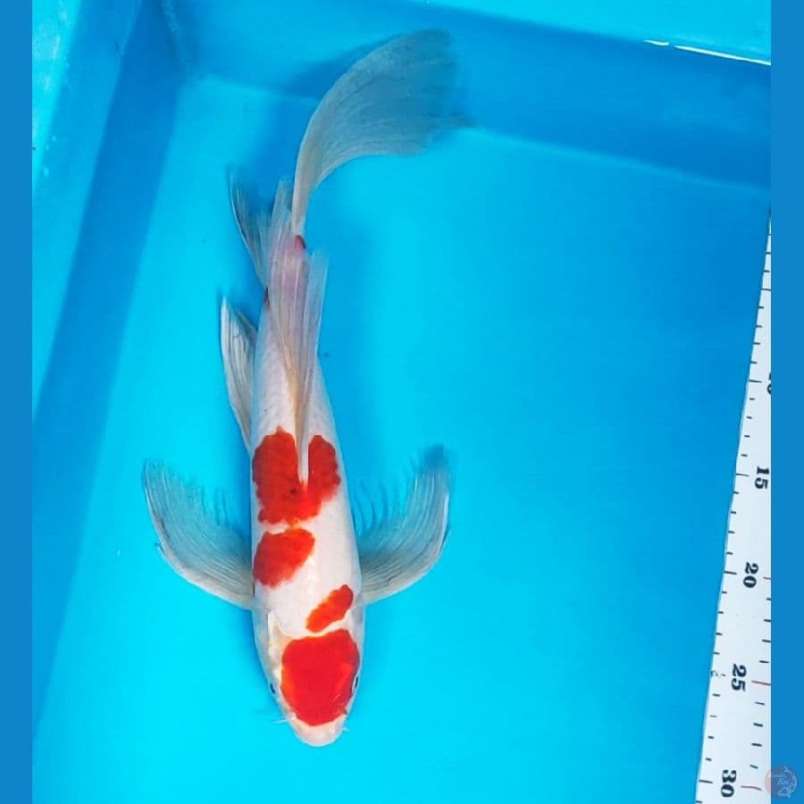 kumpay maruten kohaku 38cm male