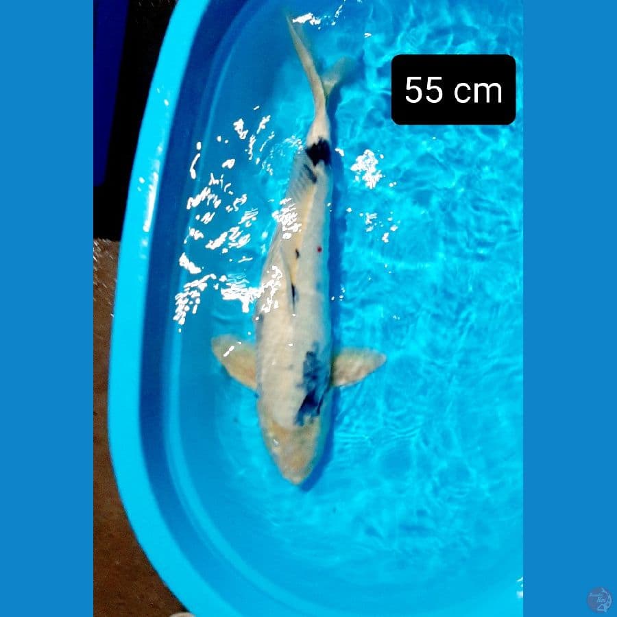 shiro 55 cm