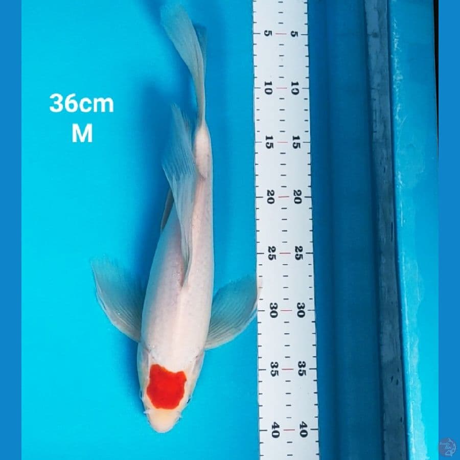 kumpay tancho kohaku 36cm male