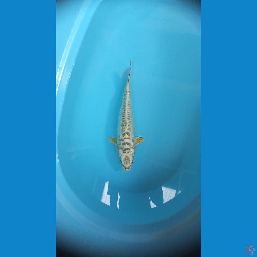 Mukasi aragoke female 34cm
