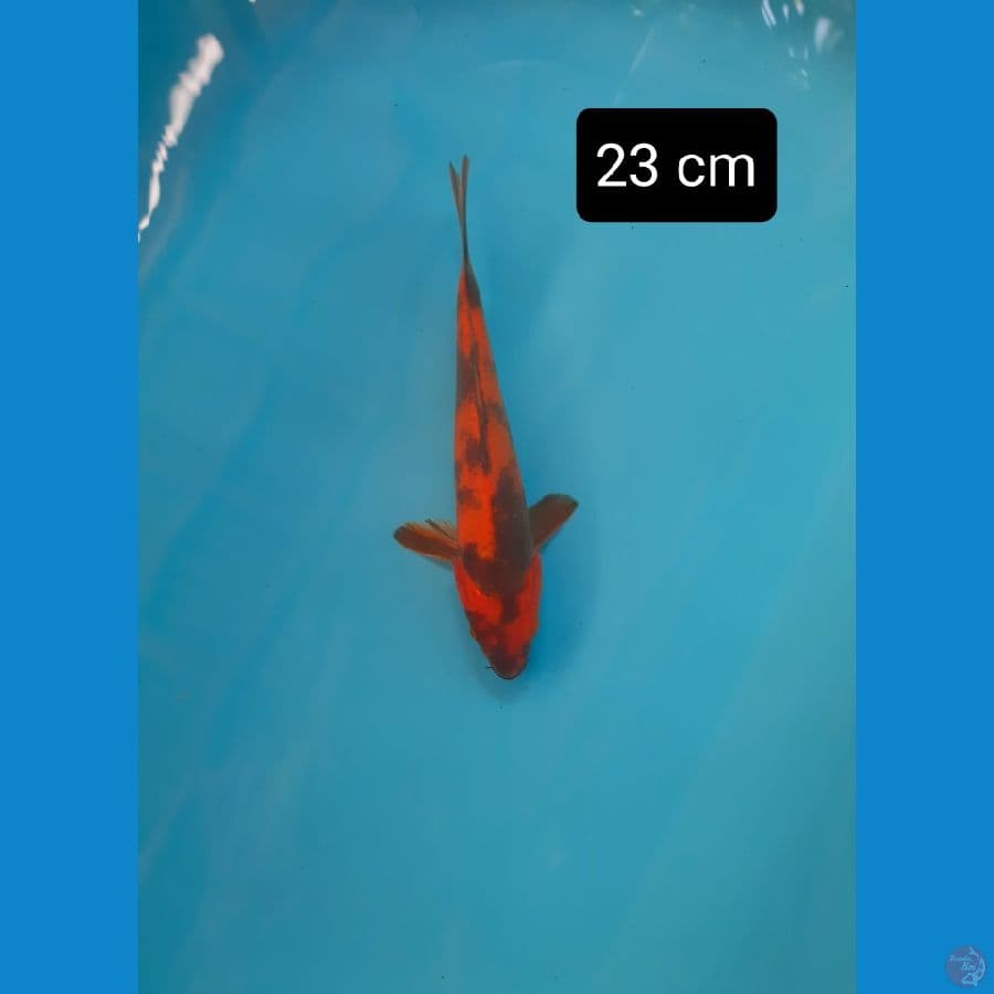 hiu 23 cm