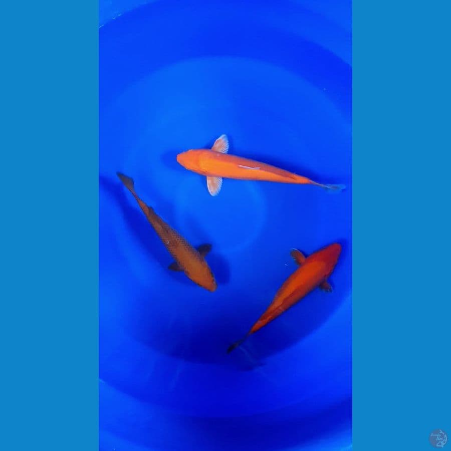 Penjinak Kolam 28-30cm