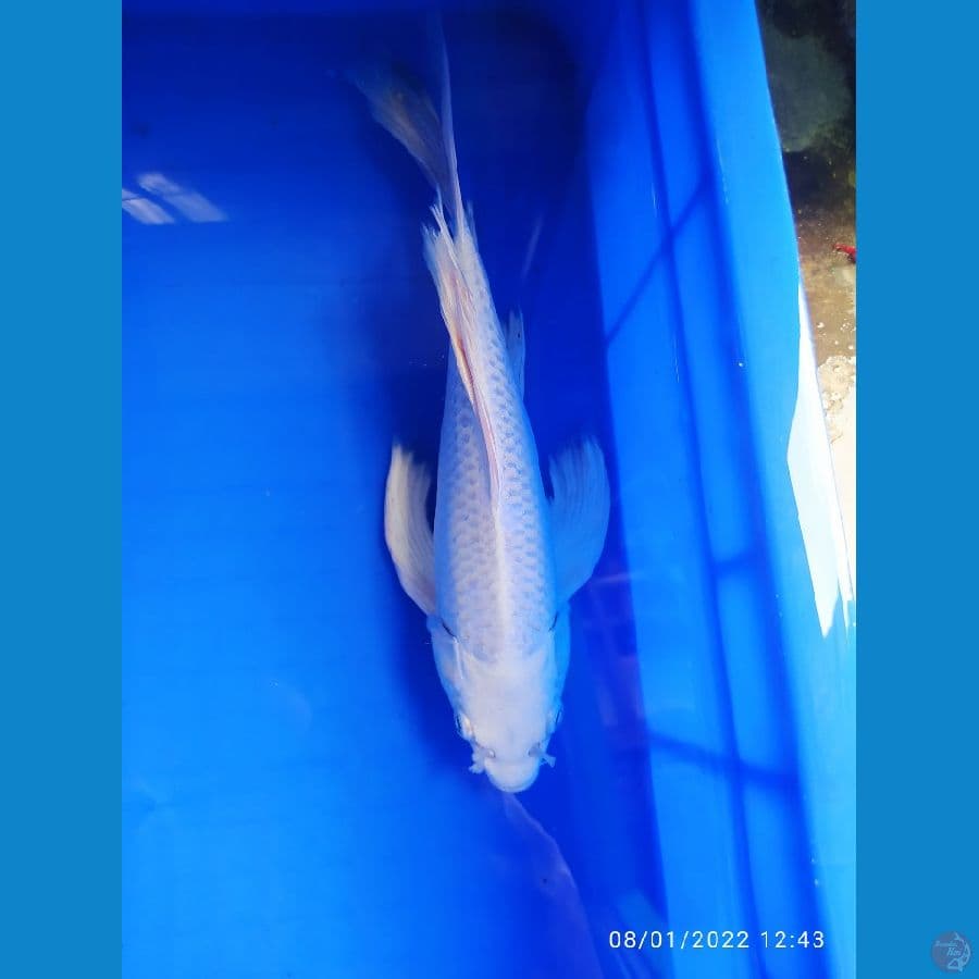 kumoau platinum 30 cm