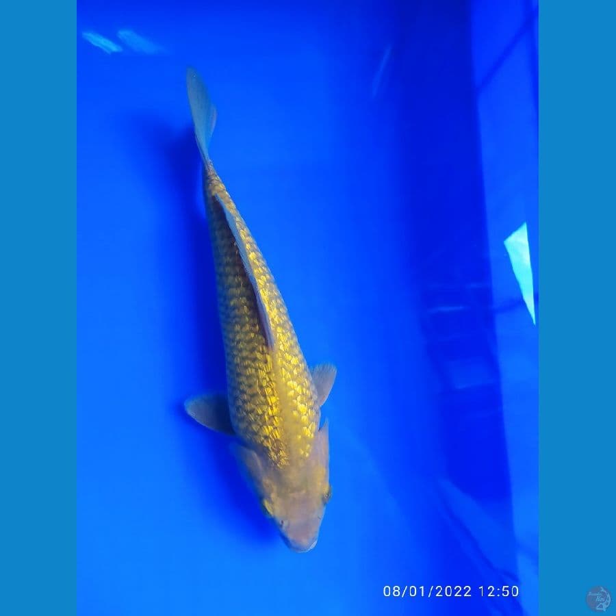 cagoi tembaga punuk 27 cm