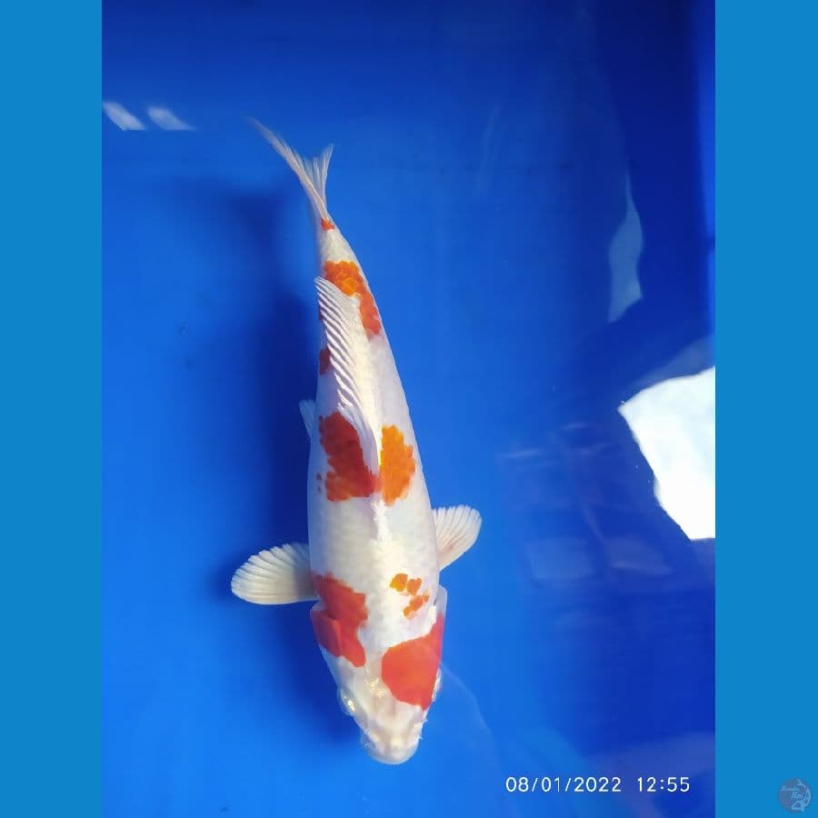 kohaku hikari shot body 21 cm
