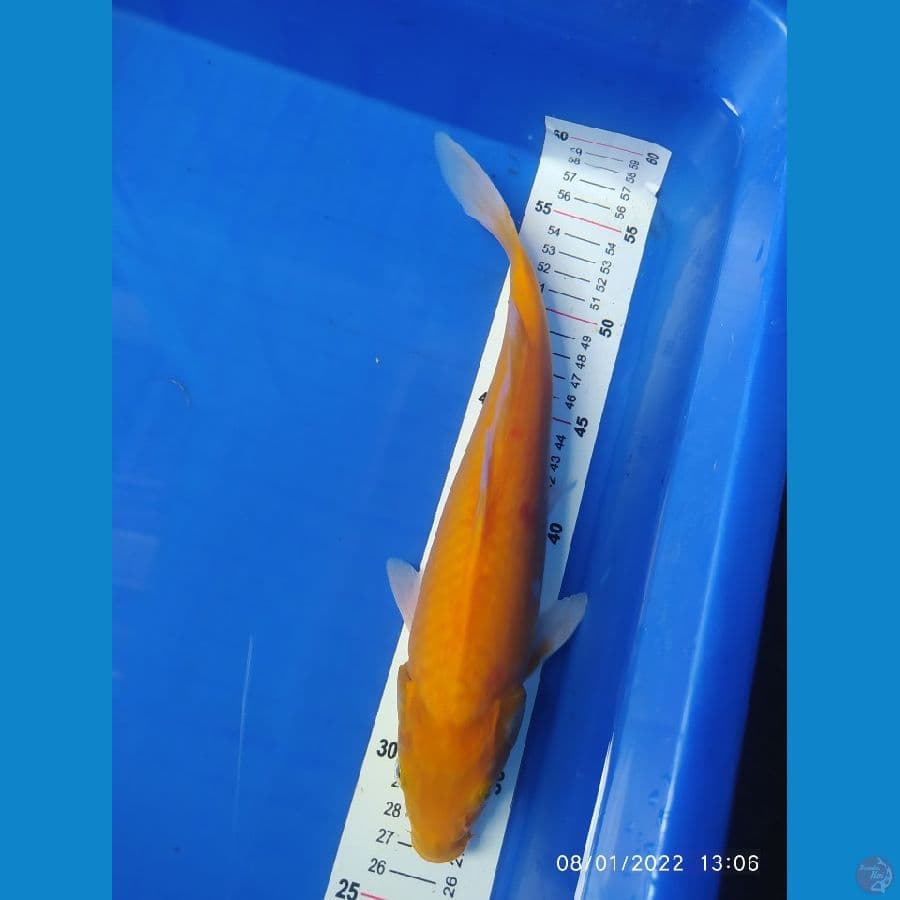 karasi MM 30 cm