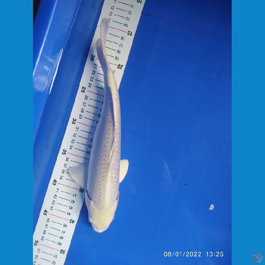 platinum ginrin30 cm