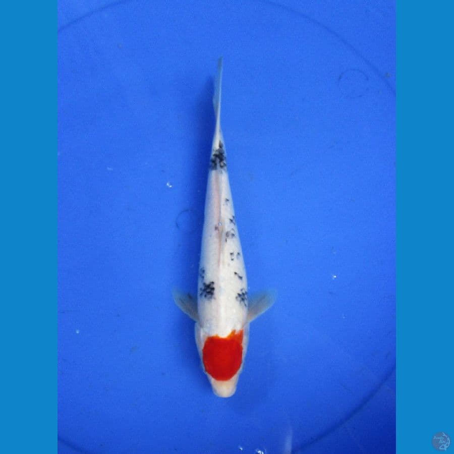 tancho ±25cm
