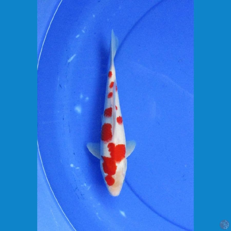 sakura kohaku ±25cm