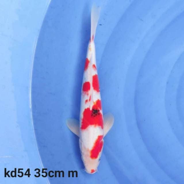 sanke