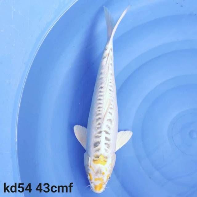 kiko
