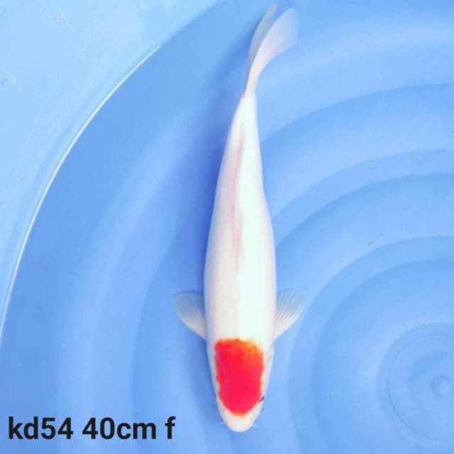 tancho kohaku 