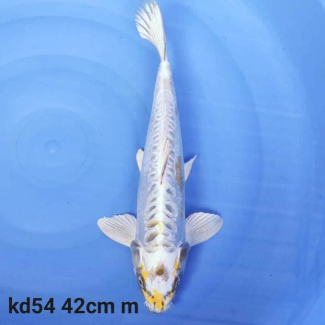 kiko 
