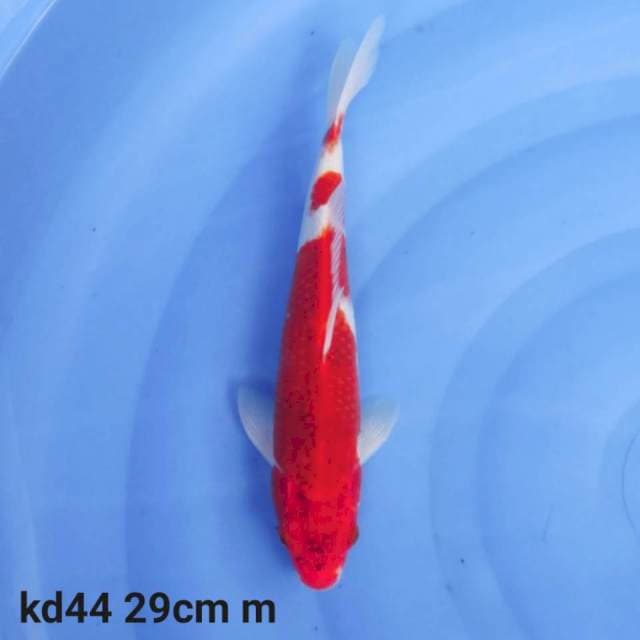 goromo