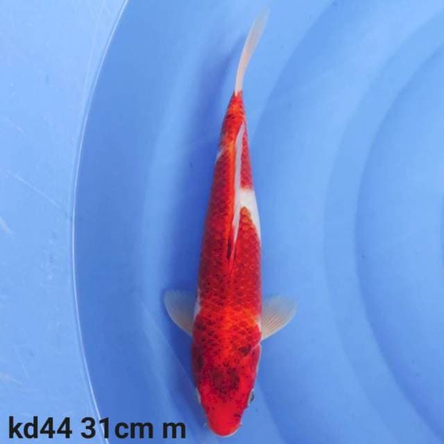 goromo
