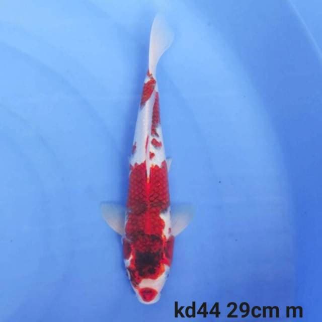goromo
