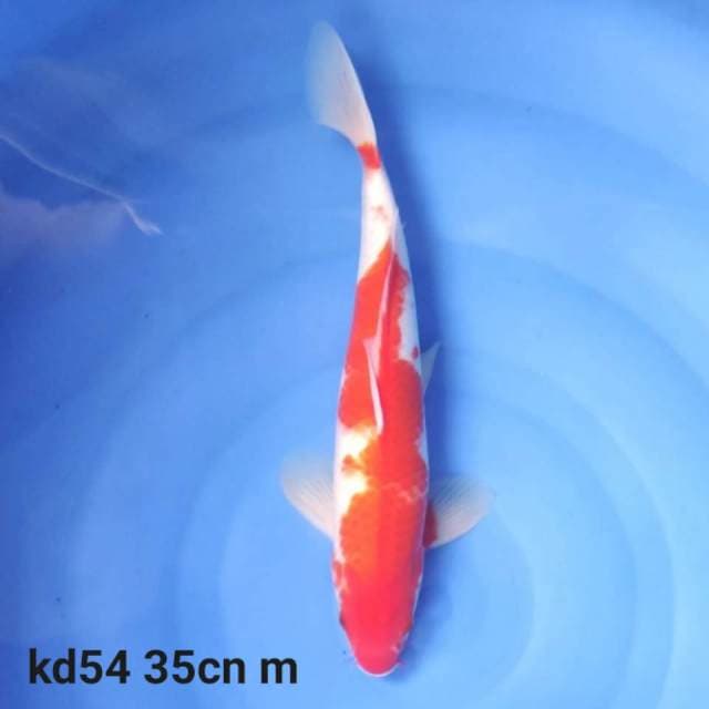kohaku 