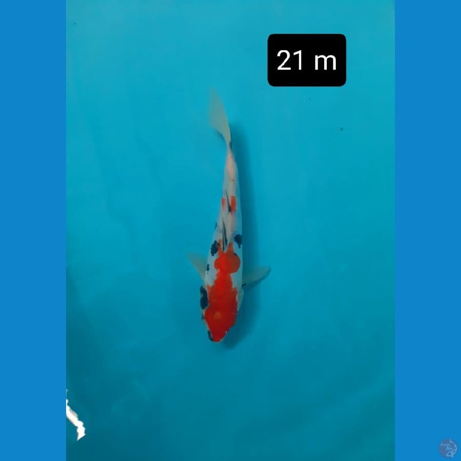 doitsu 21 cm