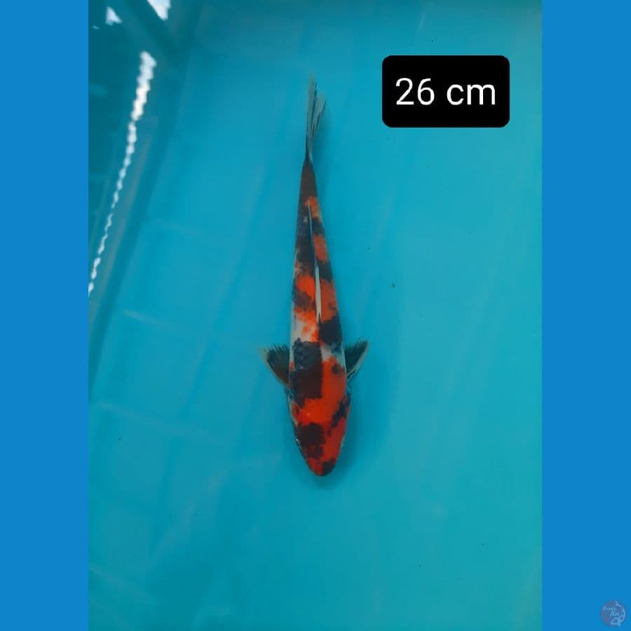 calon 26 cm