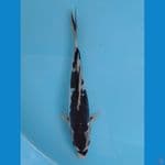 kumonryu 23 cm male