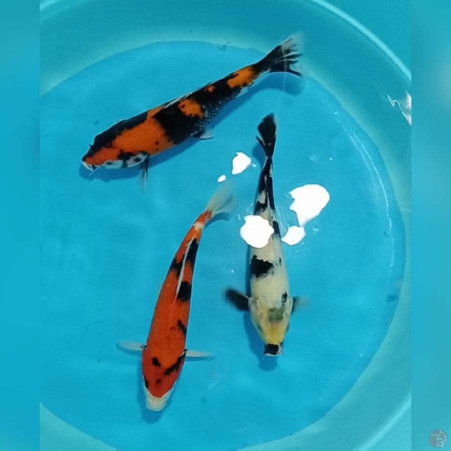 •ଓ.)~ MIX 14 : 26-28 CM