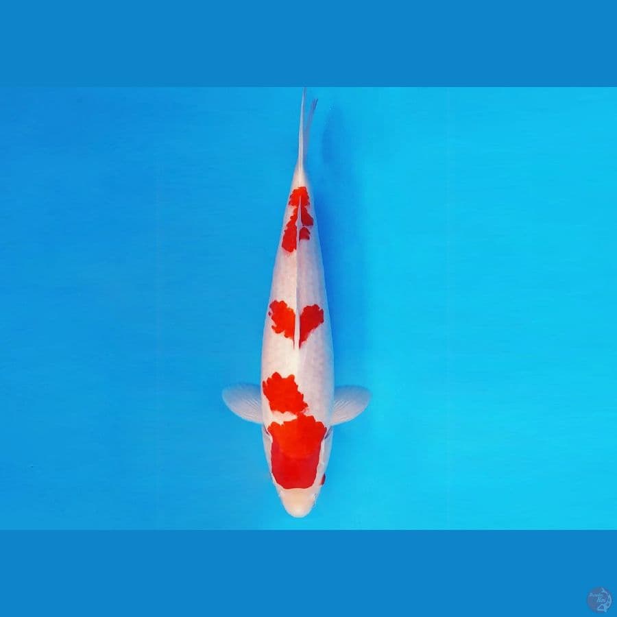 RONIN 1 ~ KOHAKU 34 cm/male ™