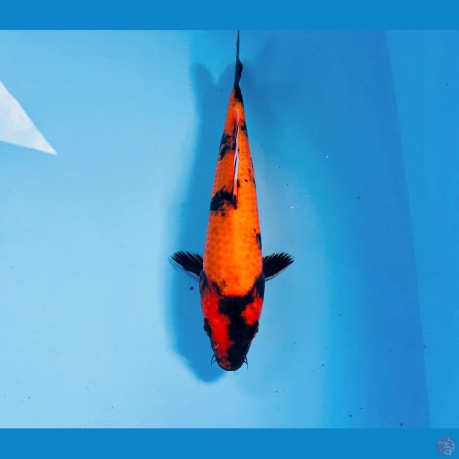 hi utsuri, 21 cm