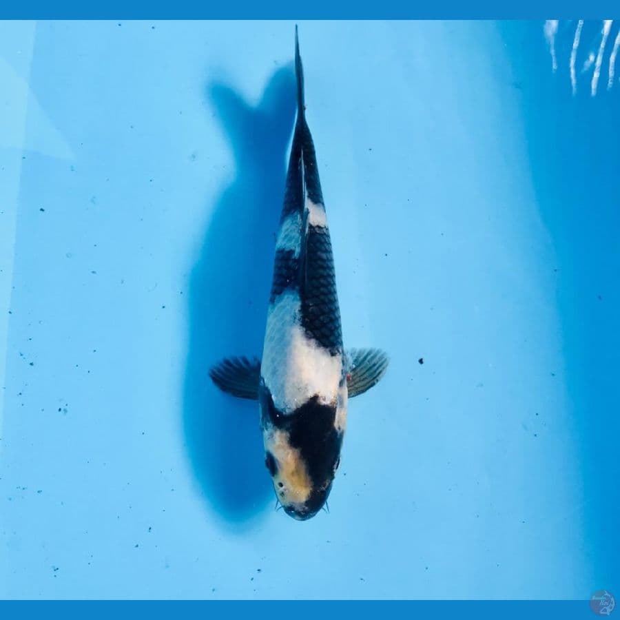 shiro, 20 cm
