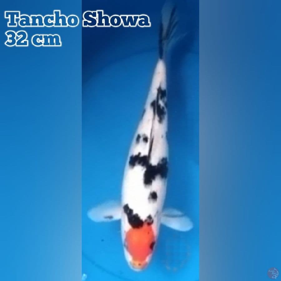 Tancho Showa 32 cm