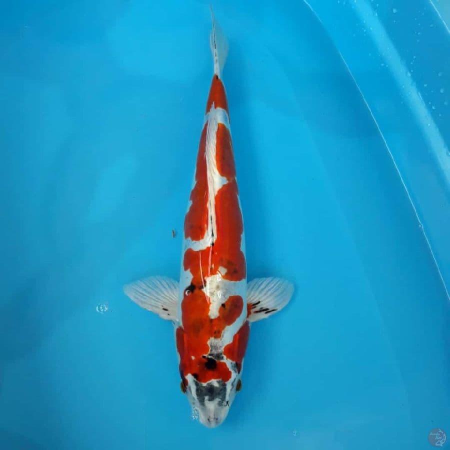 beni kikuryu 45bu/44cm male