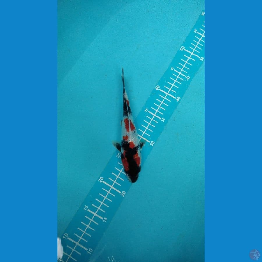 showa kingirin male 21cm