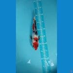 showa  male 25cm