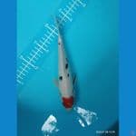tancho shanke original 21cm