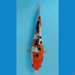 sanke ginrin 25cm