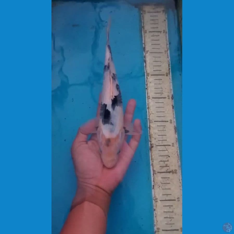 Shiro 29cm