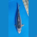Asagi 39cm Female