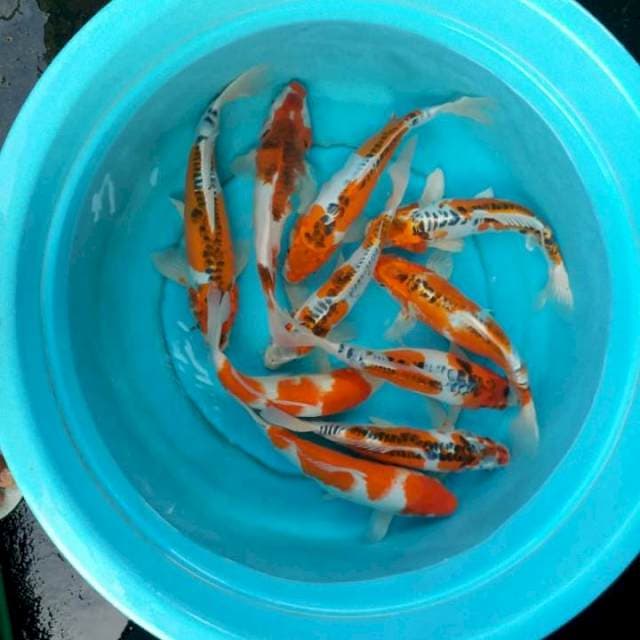 Paket kiko kohaku 10 ekor