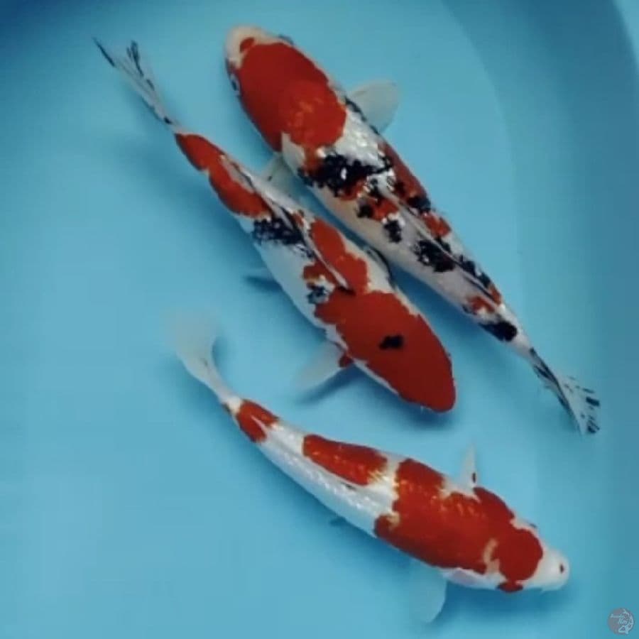 kohaku sanke ginrin 29 31cm