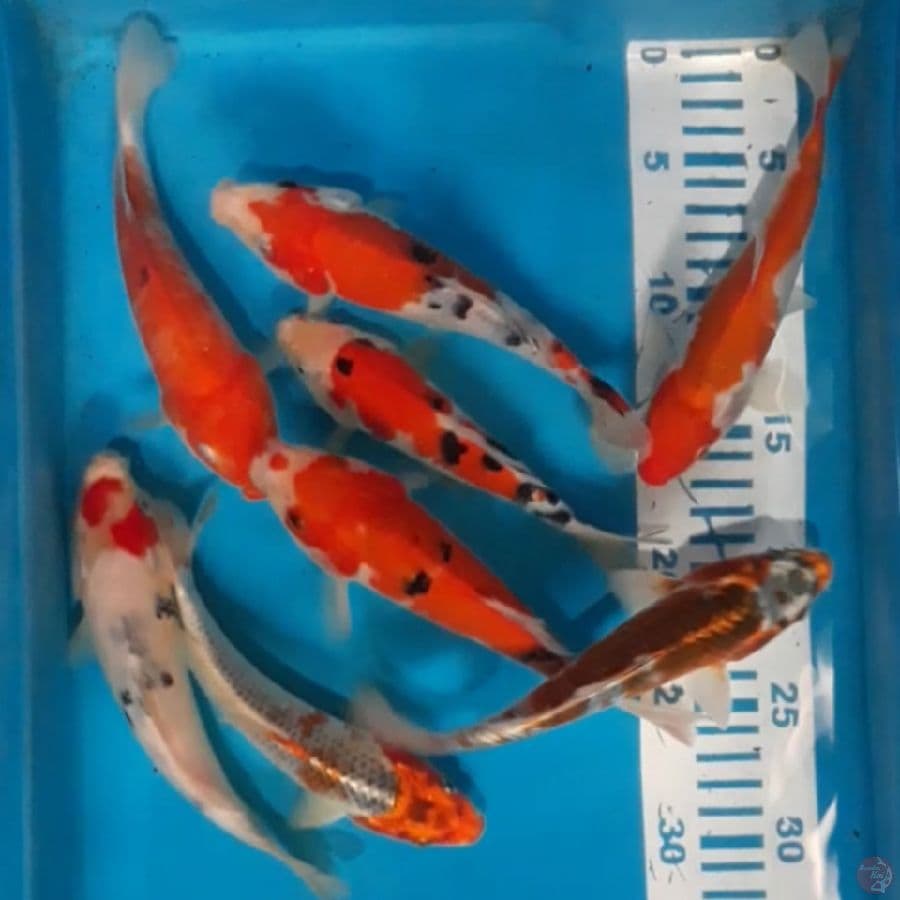 8 ekor 17-20 cm