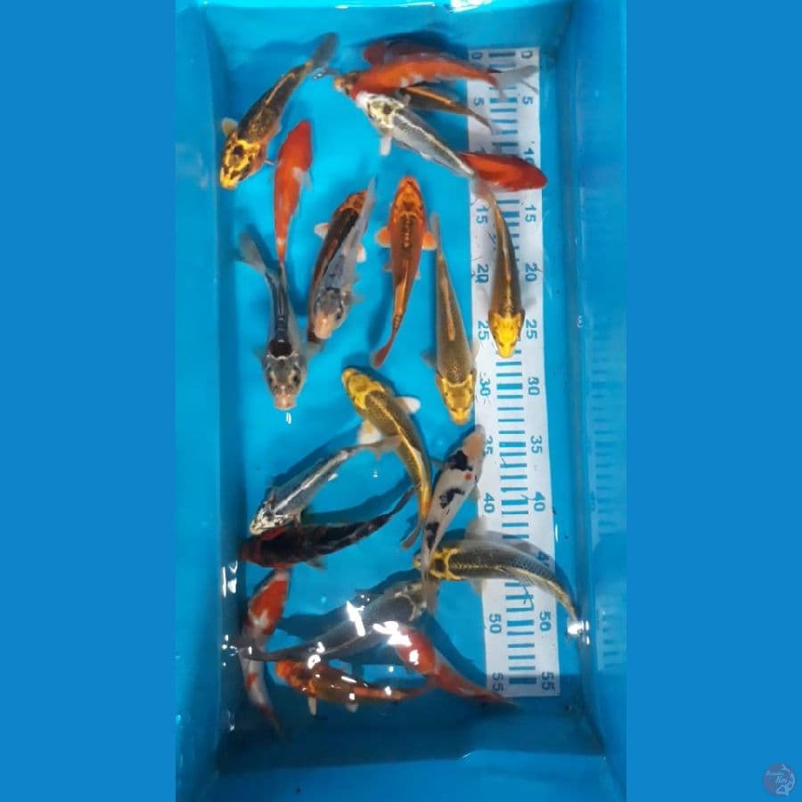 22 ekor 15-20 cm