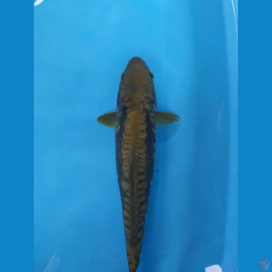 midhori aragoke