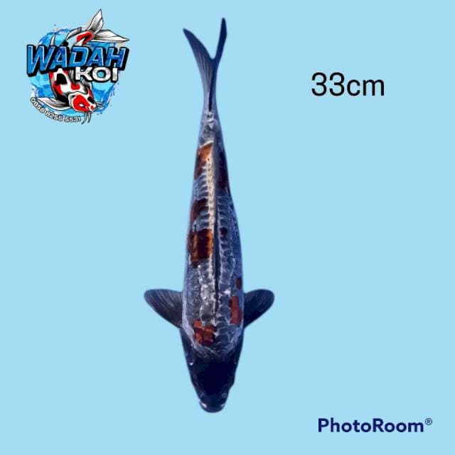 Kiko 33cm - Male