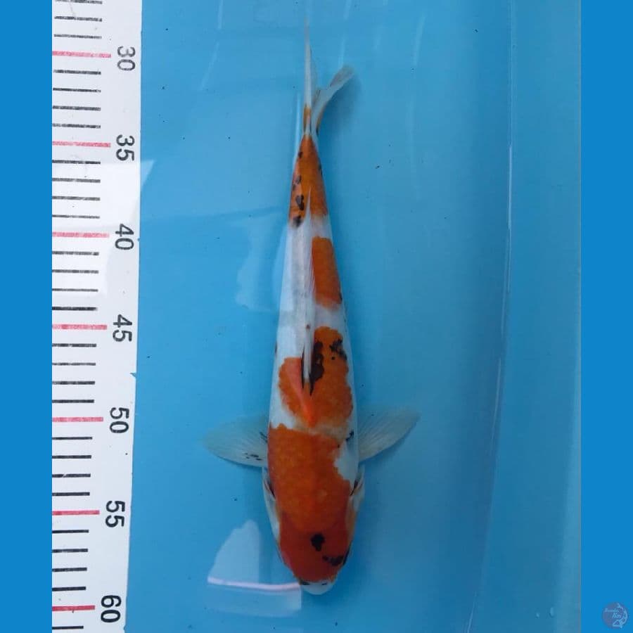 showa tategoi 29cm