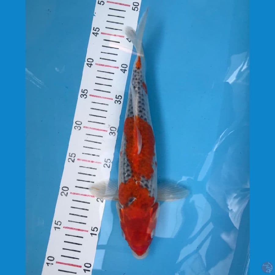 gosiki racing 34cm